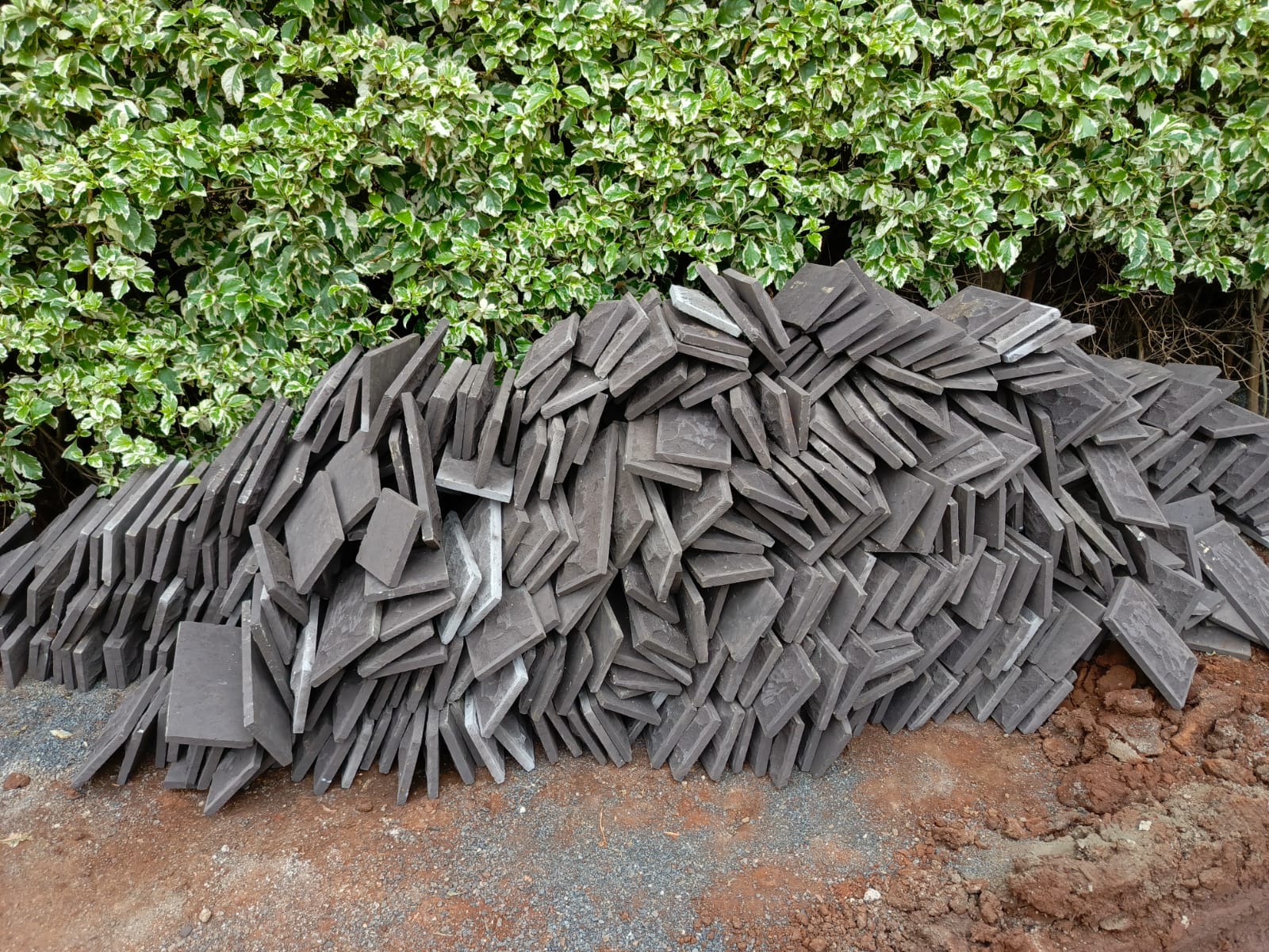 blue stone bush - Image 9